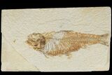 Detailed Fossil Fish (Knightia) - Wyoming #186428-1